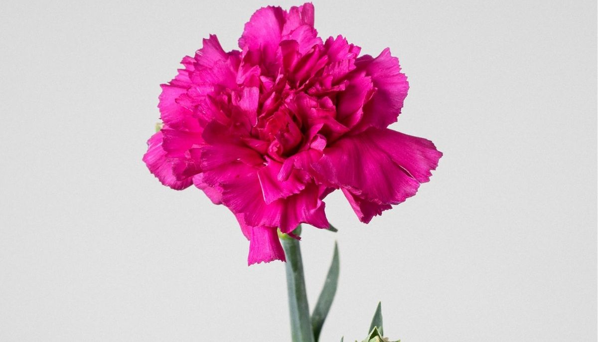 La planta fácil de cultivar que tiene claveles perfumados y es la favorita de los floristas