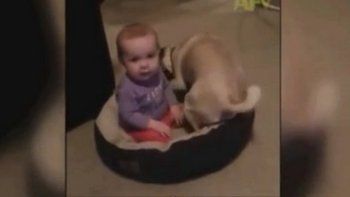 Mirá cómo este perro se las ingenia para echar de su cucha a un bebé