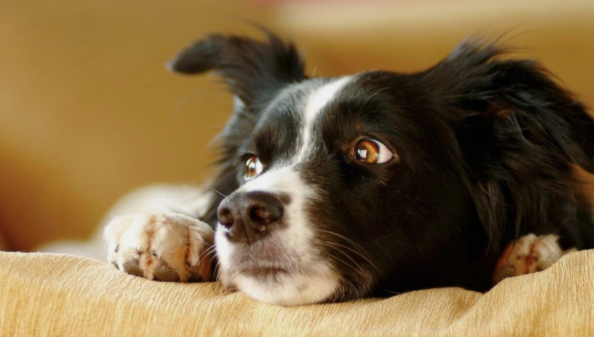 Cómo darme cuenta de mi perro sufre estrés