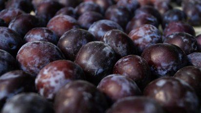 La provincia cuenta con poco más de 5 mil productores de ciruela.