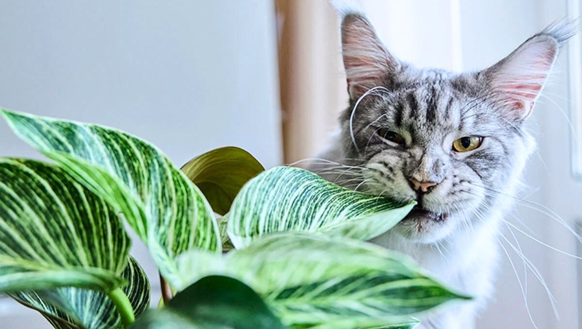 Las consecuencias de tener esta planta en tu casa pueden ser letales para tu gato