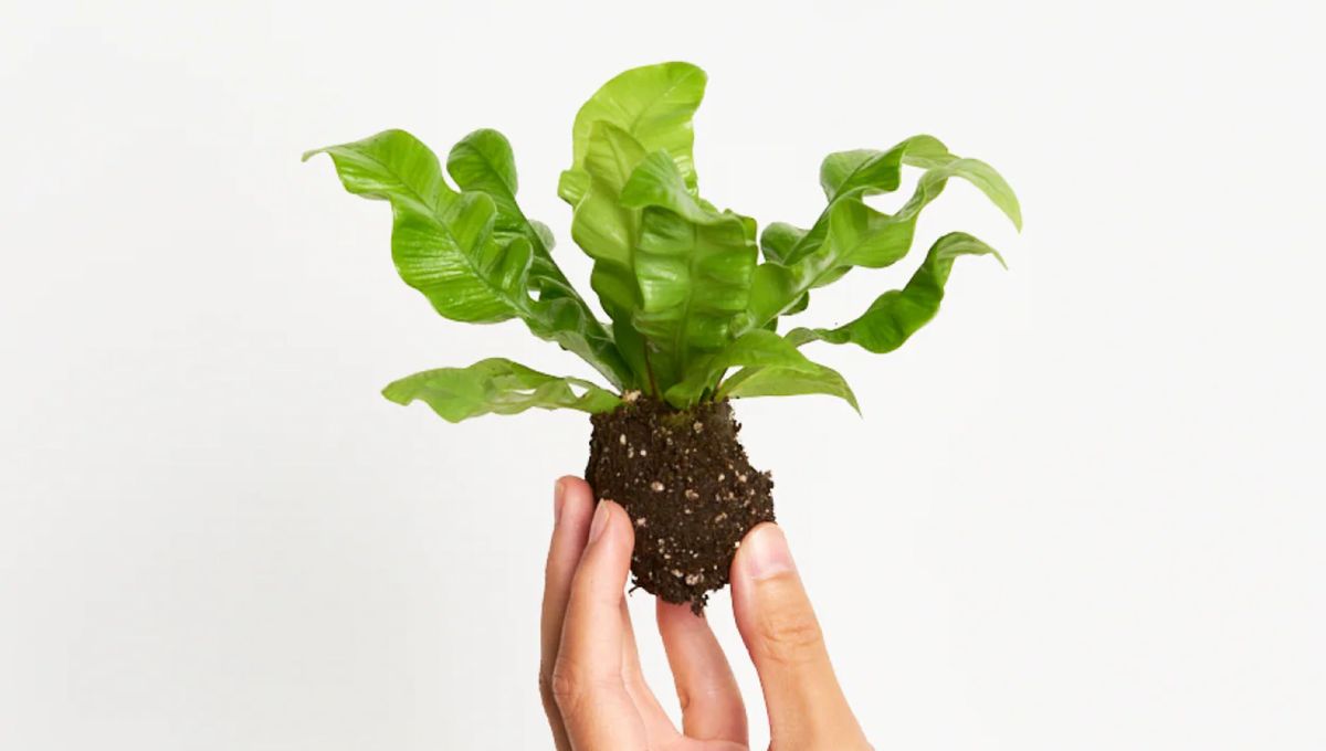 Le gustan los espacios iluminados y húmedos como la cocina y el baño Le gustan los espacios iluminados y húmedos como la cocina y el baño