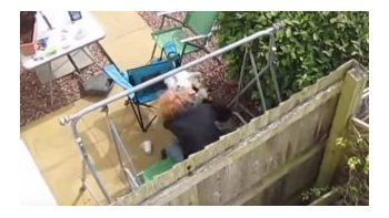 Golpeó a su perro contra el piso, la filmaron y terminó en prisión