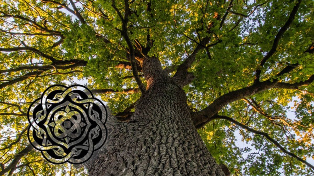 HORÓSCOPO CELTA: las predicciones para todos los signos en el inicio del Mes del Roble