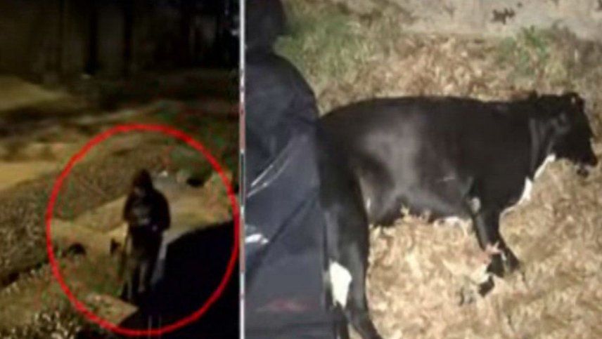 Un ex diputado nacional asesinó a un perro de un escopetazo y quedó filmado