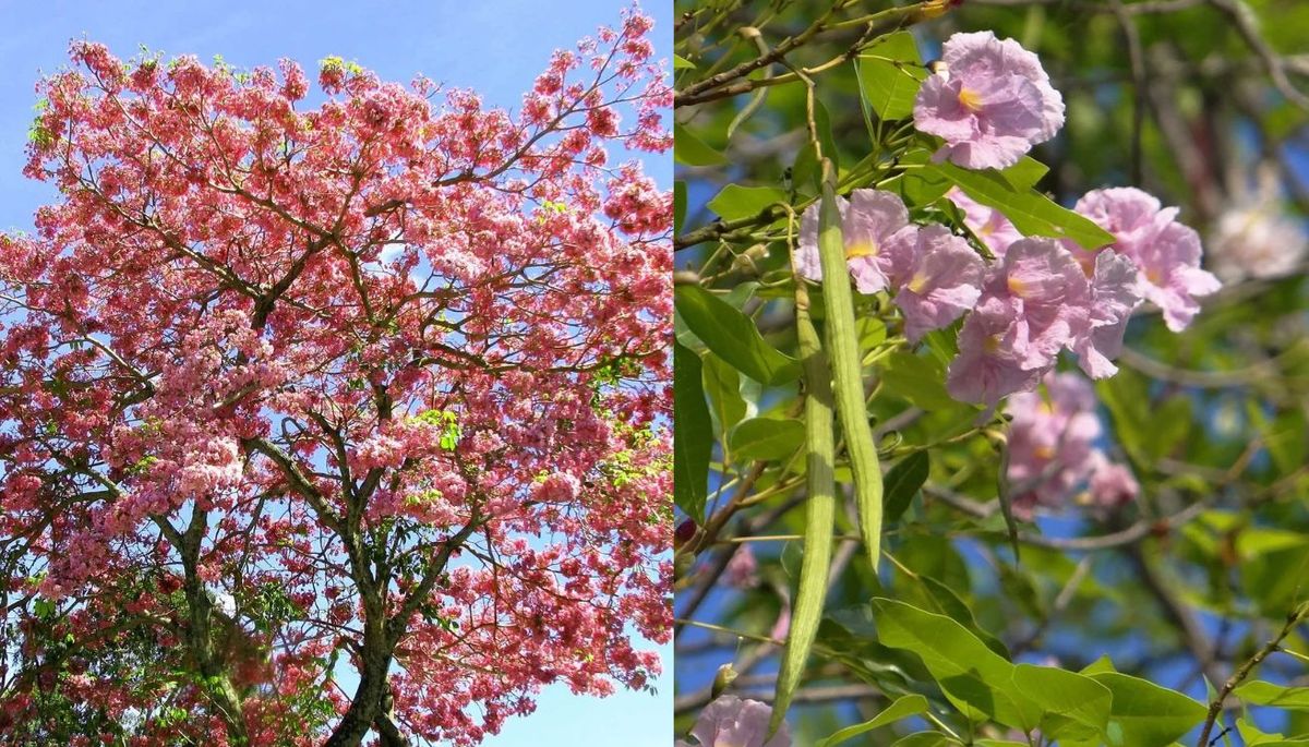 Este árbol desarrolla una sombra amplia. Este árbol desarrolla una sombra amplia.