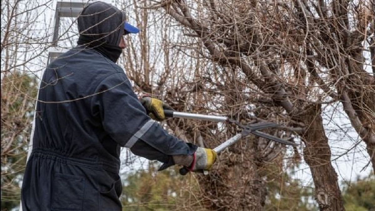 La provincia de Mendoza reforzó el marco legal para proteger los árboles de las calles como patrimonio ambiental.