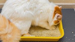 El truco poco conocido con carbón para eliminar el olor a pis y caca de gato El truco poco conocido con carbón para eliminar el olor a pis y caca de gato