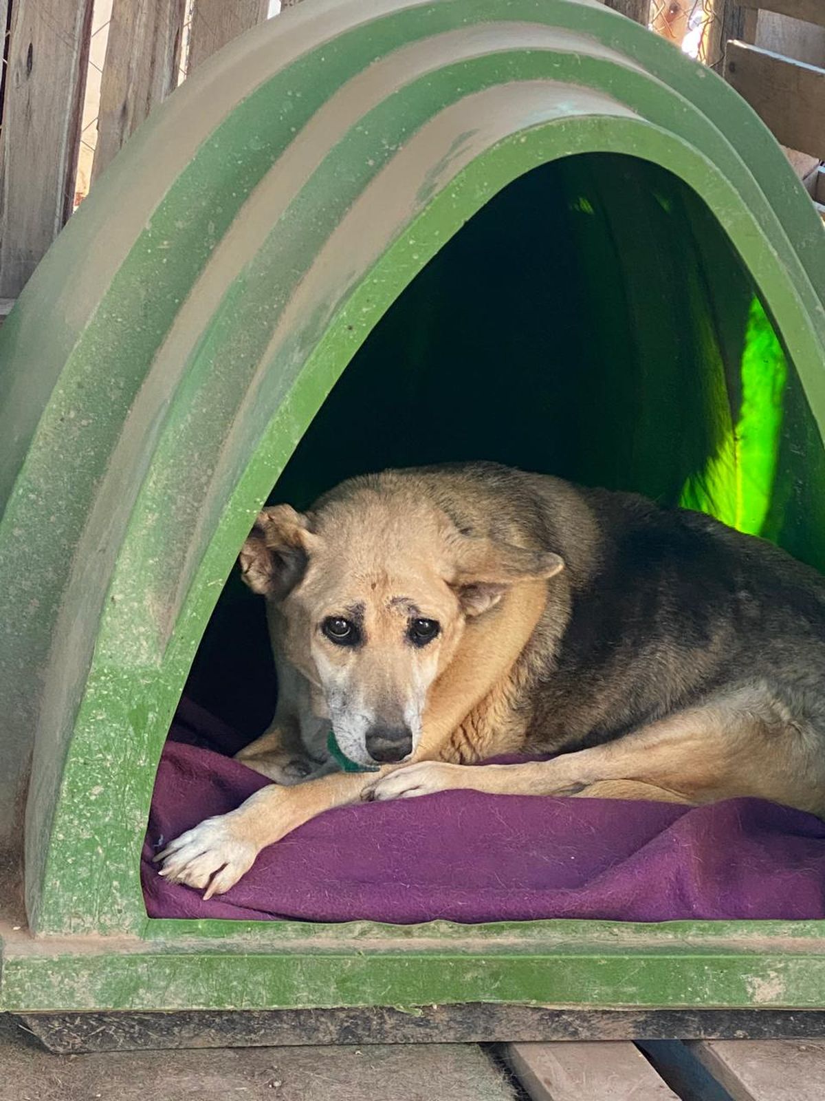 El refugio pidió ayuda urgente para afrontar el invierno, vacunar a los perros y reclamar penas más duras por maltrato animal. El refugio pidió ayuda urgente para afrontar el invierno, vacunar a los perros y reclamar penas más duras por maltrato animal.