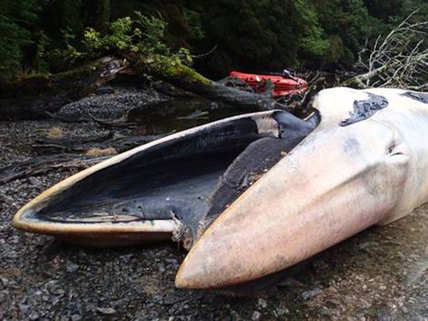 Unas 20 ballenas murieron en el Sur de Chile