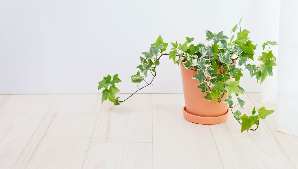 Usa la hiedra para eliminar el hongo y la humedad en las paredes.