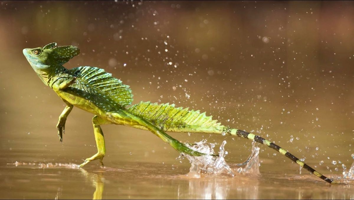 El único animal que puede correr sobre el agua alcanzando más de 3 metros sin hundirse