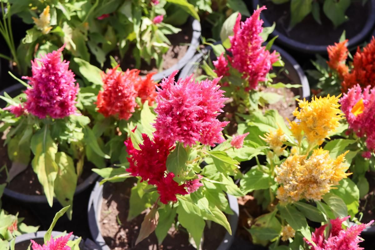 Esta planta prospera en condiciones de calor y humedad. Esta planta prospera en condiciones de calor y humedad. 