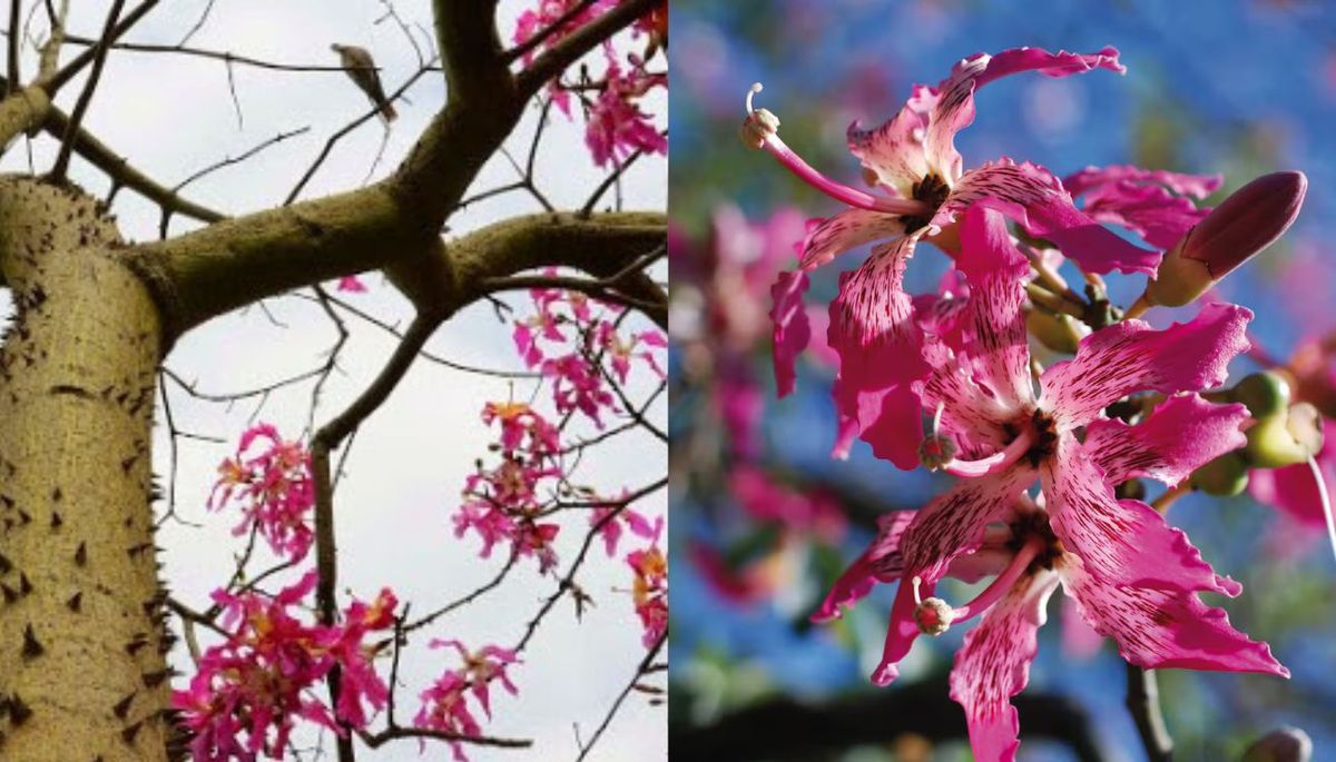 Este &aacute;rbol se ti&ntilde;e de rosado entre fines de invierno y principios de primavera.