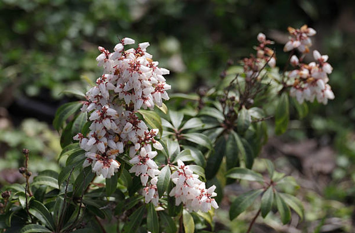 Pieris japonica, una planta perfecta para el balcón o la terraza. Pieris japonica, una planta perfecta para el balcón o la terraza.