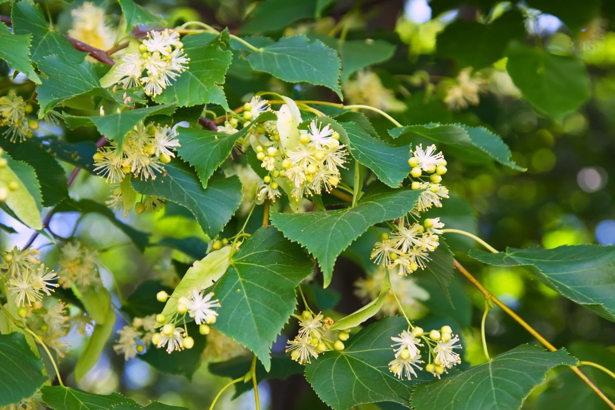 El tilo es un árbol caducifolio de la familia Malvaceae.