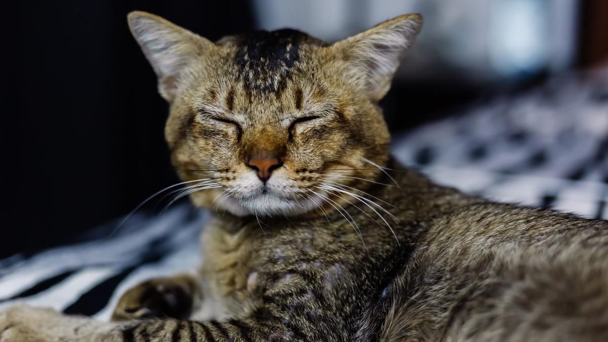 Qué significa que tu gato te mire con los ojos entrecerrados, según especialista Qué significa que tu gato te mire con los ojos entrecerrados, según especialista