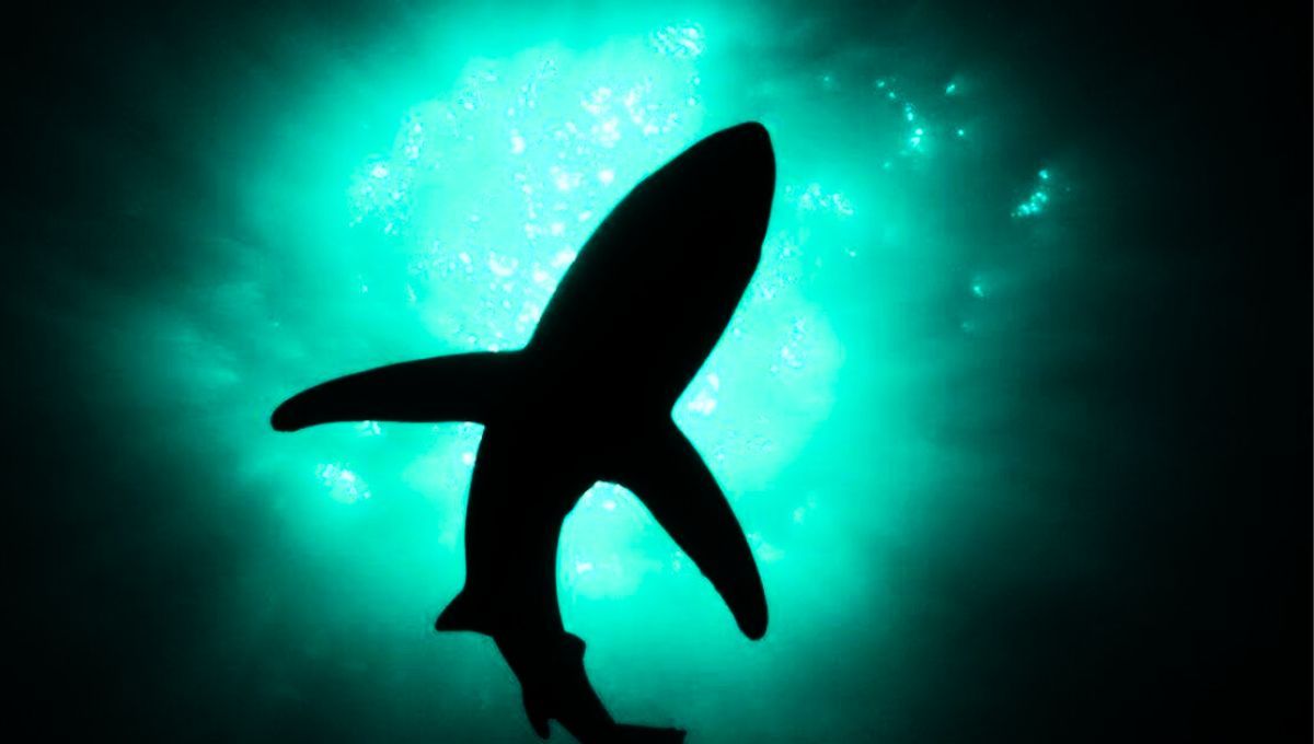 Este depredador se encuentra en peligro crítico de extinción