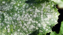 Cómo cuidar a tus plantas de las plagas de invierno