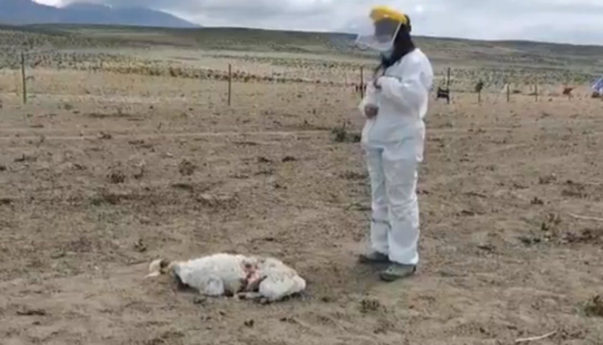 El chupacabras volvió a aparecer en el Norte de Chile.