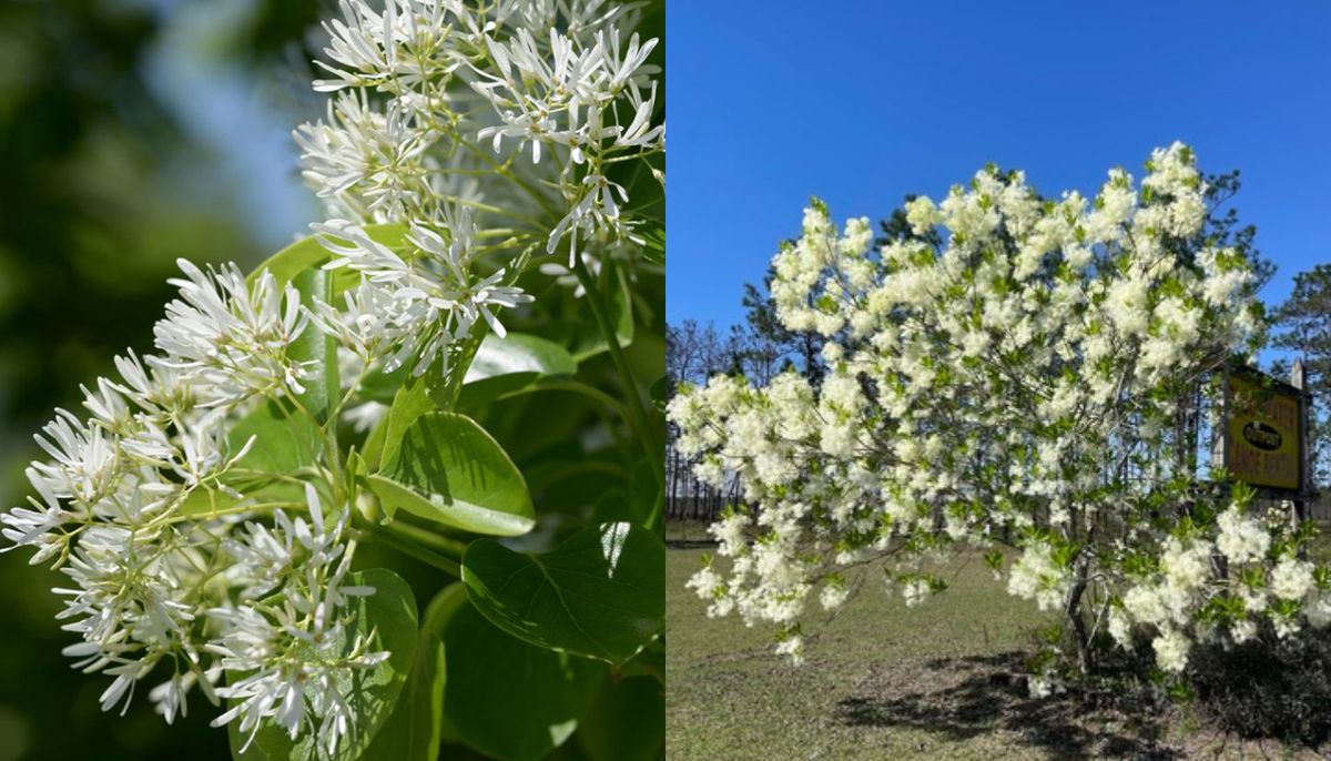 Esta planta tiene flores que parecen nieve, por eso el nombre. Esta planta tiene flores que parecen nieve, por eso el nombre.