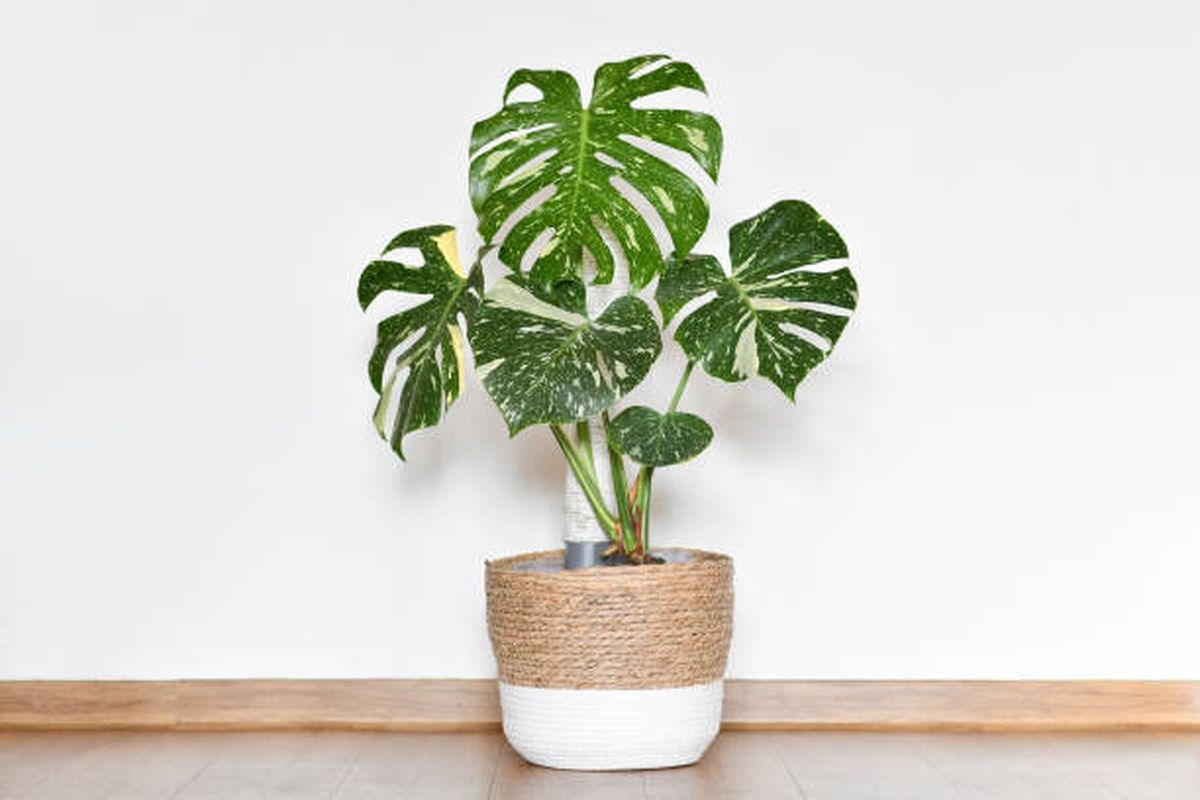 Planta Monstera deliciosa o Costilla de Adán. Planta Monstera deliciosa o Costilla de Adán.