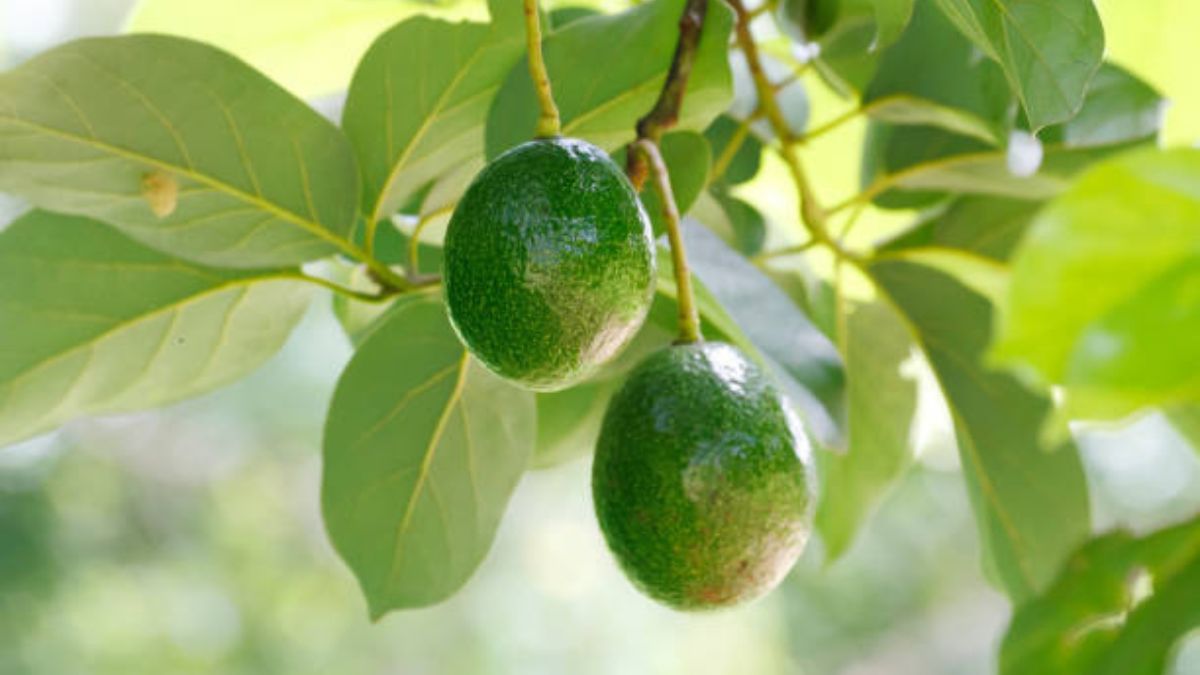 Así puedes acelerar el crecimiento de frutas en este árbol.