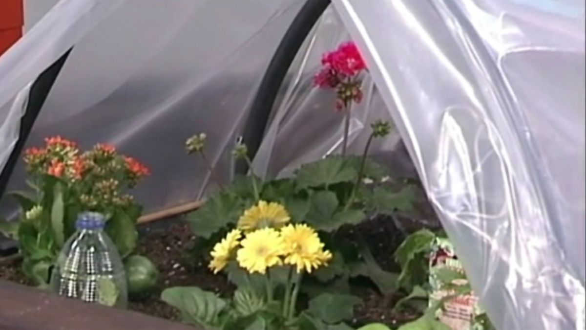 Cómo cuidar las plantas ante una helada