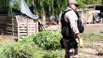 Secuestraron plantas de cannabis y aves silvestres en Lavalle y detuvieron a un hombre