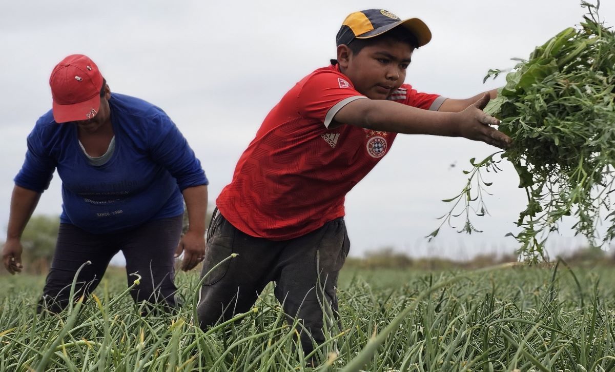 Madre e hijo desmalezan un cuadro de cebollas en la finca Los Huarpes de San José. Madre e hijo desmalezan un cuadro de cebollas en la finca Los Huarpes de San José.