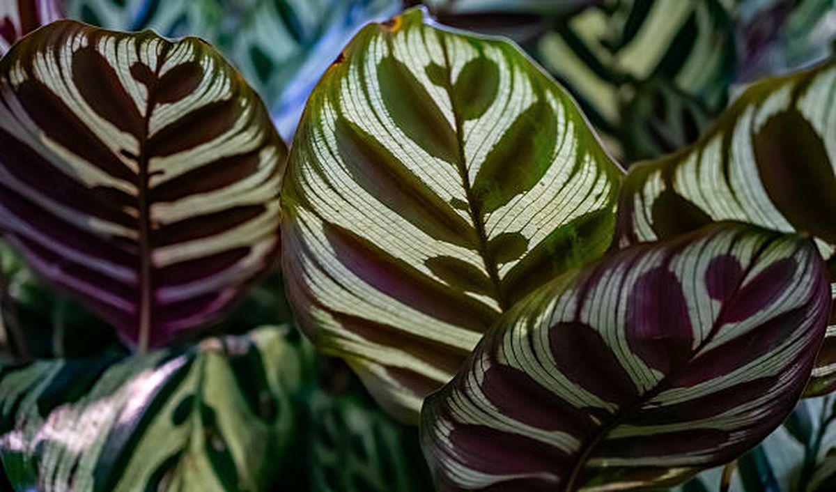 Calathea. Calathea.