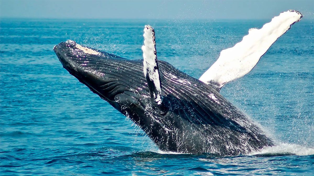 Tras encontrar nueve ballenas muertas, buscan determinar los motivos