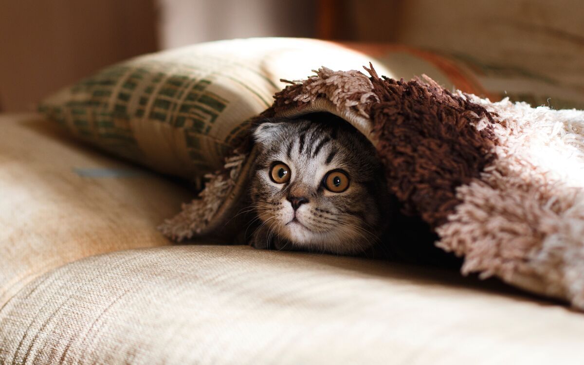 Beneficios para la salud de tener un gato en tu hogar Beneficios para la salud de tener un gato en tu hogar