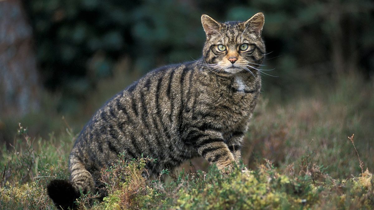 El gato de montaña escocés es una especie única en Europa, y buscan protegerlo. El gato de montaña escocés es una especie única en Europa, y buscan protegerlo.