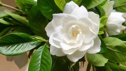 Estos son los cuidados de jardinería que necesita un jazmín a finales de agosto.