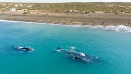Desde el mes de junio es posible el avistaje de la ballena franca austral en las costas de Puerto Madryn.