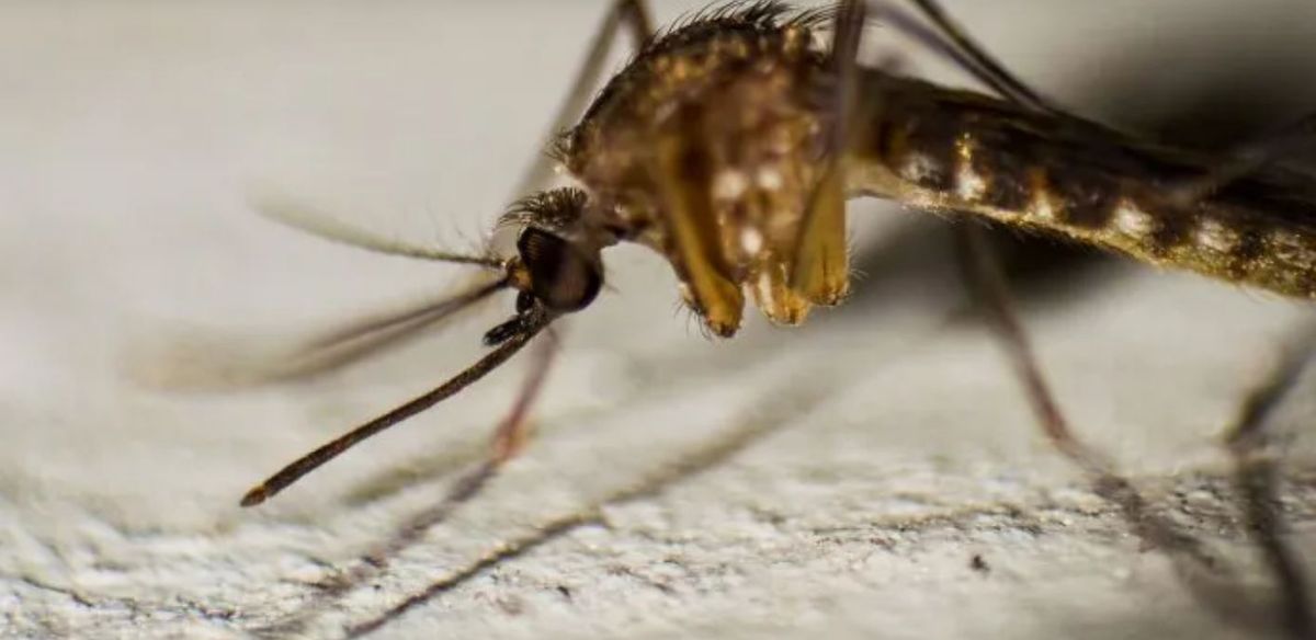 Dengue: las seis características que distinguen al mosquito. Dengue: las seis características que distinguen al mosquito.