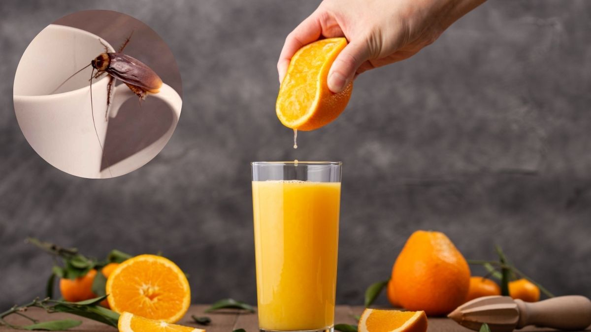 Puedes crear efectivas trampas con elementos caseros.&nbsp;