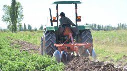 Jóvenes de Lavalle cultivan tomate y zapallo para costear sus estudios&nbsp;