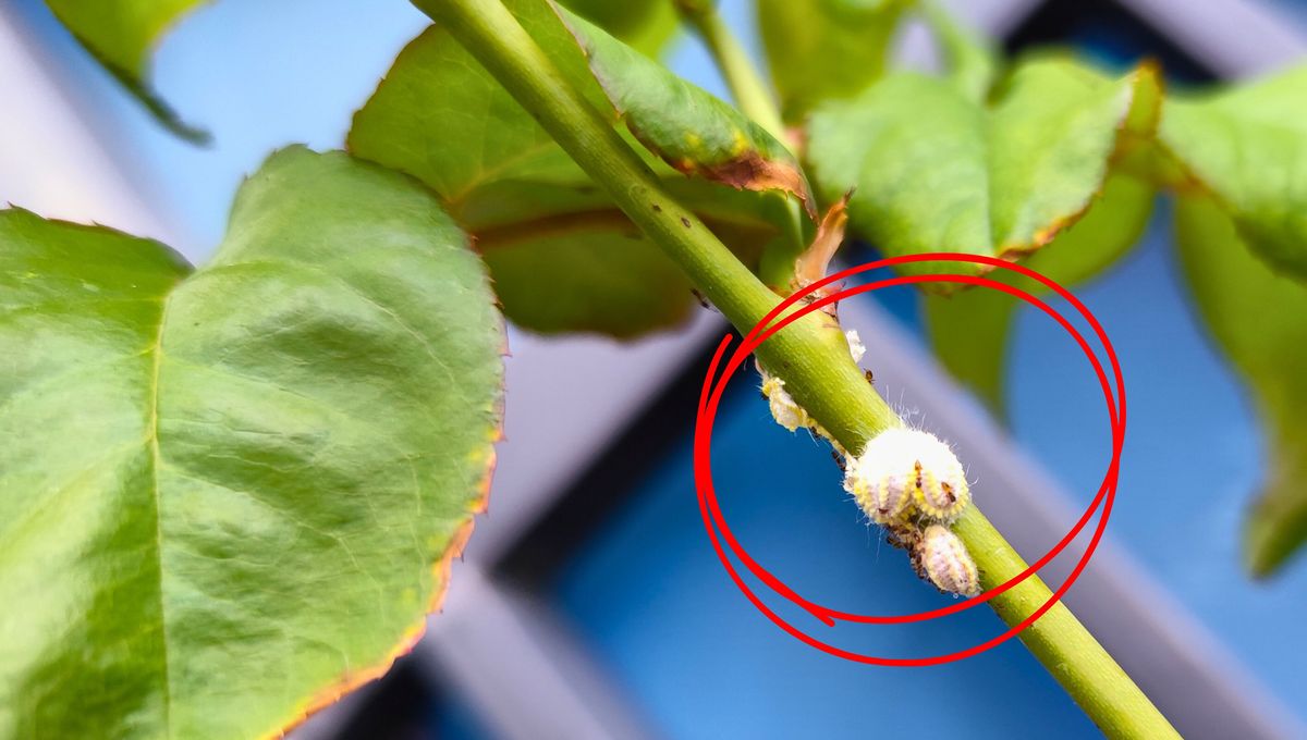 Qué hacer si la cochinilla algodonosa ataca a tu planta de potus