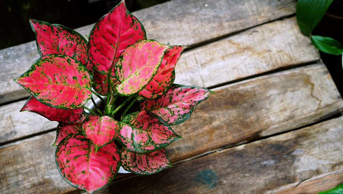 Aglaonema: cómo cuidar la planta de color rosado que puede darle alegría a tus espacios