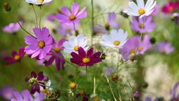 Cultiva esta bella flor en el jardín de casa. Imagen: Pixabay.