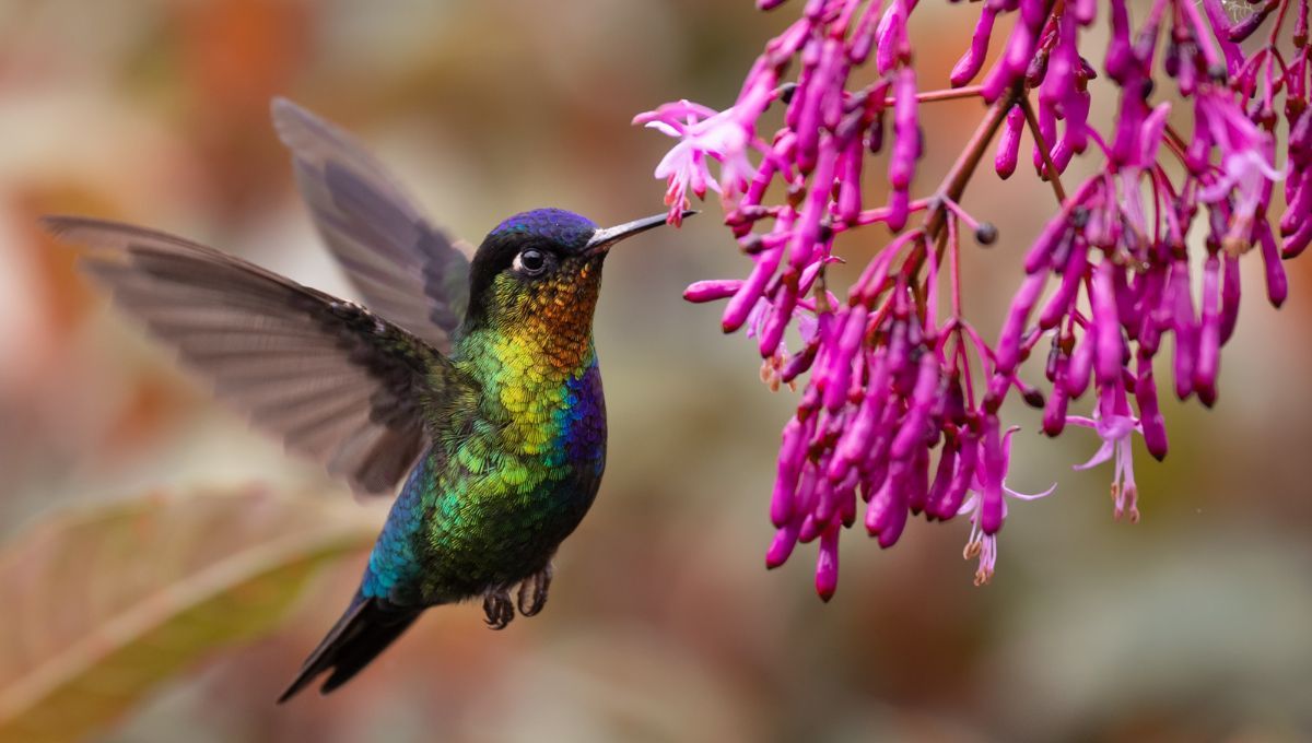 Colibrí: ¿Qué plantas debes tener en tu jardín para atraerlo?