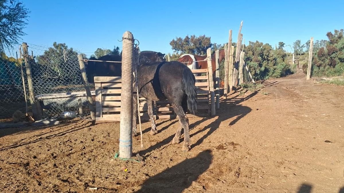 La Polic&iacute;a Rural recuper&oacute; caballos y vacas que estaban por ser v&iacute;ctimas de faena clandestina en Guaymall&eacute;n.