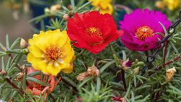 Esta encantadora planta llena de vida y color el jardín. Imagen: Pexels.