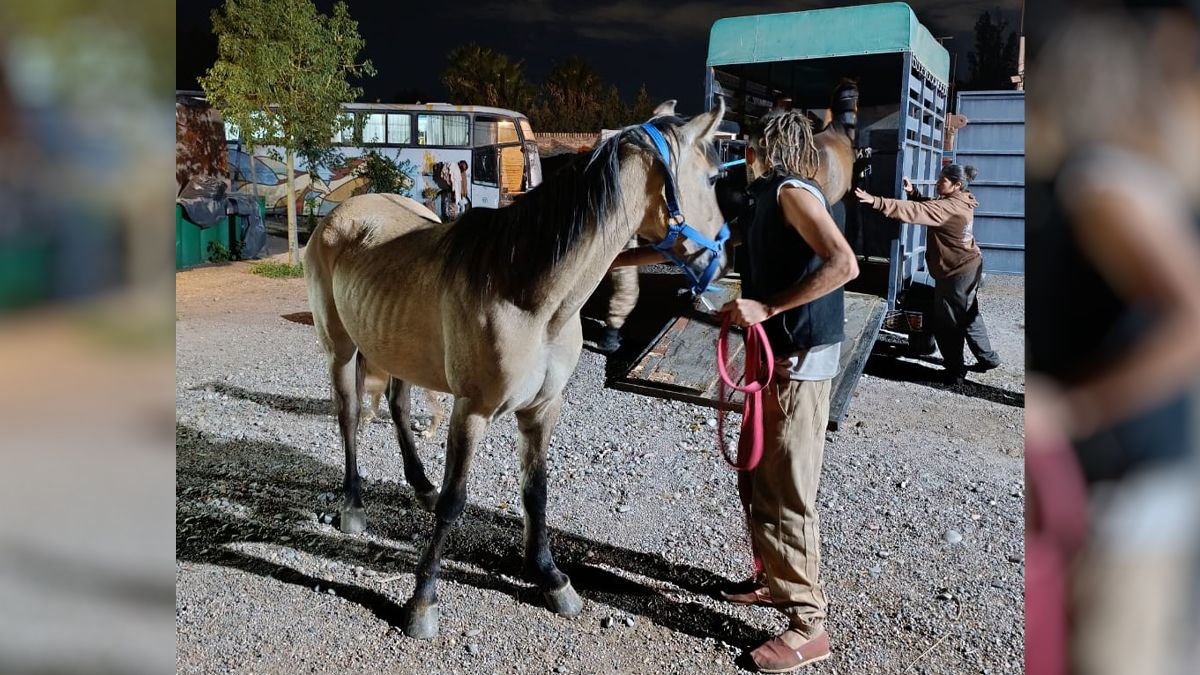 Los últimos caballos que ingresaron a Pempa están desnutridos, en mal estado general y con heridas como consecuencia del maltrato. Los últimos caballos que ingresaron a Pempa están desnutridos, en mal estado general y con heridas como consecuencia del maltrato.