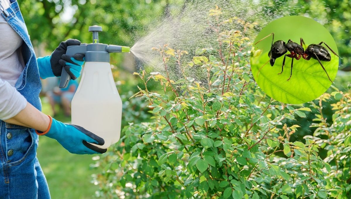 Insecticida casero para hormigas Insecticida casero para hormigas