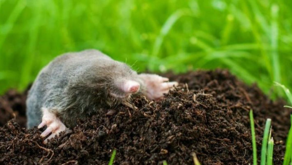 Ni perros, ni gatos: por qué deberías dejar que los topos hagan pozos en tu jardín