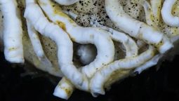 Japón explora el fondo del océano a 5.500 metros y encuentra un ser vivo con la lengua de metal Japón explora el fondo del océano a 5.500 metros y encuentra un ser vivo con la lengua de metal
