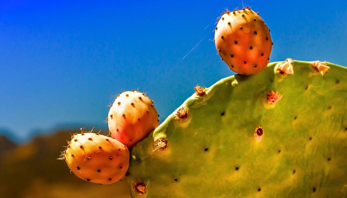 La planta que se ha popularizado por sus propiedades mágicas. Imagen: Pixabay